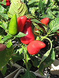 Tango Red Ornamental Pepper (Capsicum annuum 'Tango Red') at A Very Successful Garden Center