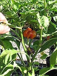 Roumanian Rainbow Pepper (Capsicum annuum 'Roumanian Rainbow') at A Very Successful Garden Center