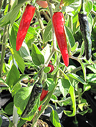 Black Cobra Hot Pepper (Capsicum annuum 'Black Cobra') at A Very Successful Garden Center