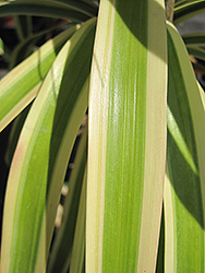 Gold Star Variegated Pony Tail Palm (Beaucarnea 'Gold Star') at A Very Successful Garden Center