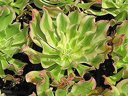 Tri-Color Variegated Aeonium (Aeonium arboreum var. luteovariegatum) at A Very Successful Garden Center