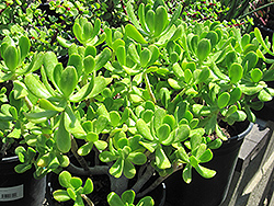 Jade Plant (Crassula argentea) at A Very Successful Garden Center