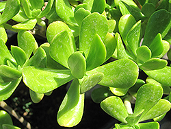 Jade Plant (Crassula argentea) at A Very Successful Garden Center