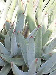 Flavida Finger Aloe (Cotyledon orbiculata 'Flavida') at A Very Successful Garden Center