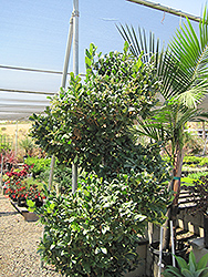 Texanum Japanese Privet (spiral form) (Ligustrum japonicum 'Texanum (spiral)') at A Very Successful Garden Center