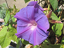Blue Dawn Morning Glory (Ipomoea acuminata 'Blue Dawn') at A Very Successful Garden Center