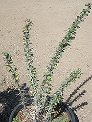 Ocotillo (Fouquieria splendens) at Lakeshore Garden Centres