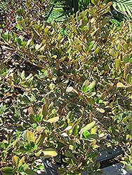 Mirror Bush (Coprosma repens) at Lakeshore Garden Centres