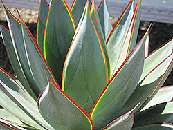 Blue Glow Agave (Agave 'Blue Glow') at Stonegate Gardens