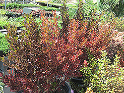 Pacific Sunset Mirror Bush (Coprosma repens 'Jwncopps') at A Very Successful Garden Center