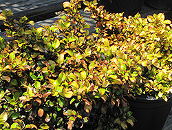 Pina Colada Mirror Bush (Coprosma repens 'Pina Colada') at Lakeshore Garden Centres