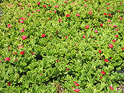 Red Apple Baby Sun Rose (Mesembryanthemum 'Red Apple') at Lakeshore Garden Centres