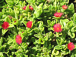 Red Apple Baby Sun Rose (Mesembryanthemum 'Red Apple') at A Very Successful Garden Center