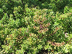 Pink Groundcover Myoporum (Myoporum parvifolium 'Pink Form') at A Very Successful Garden Center
