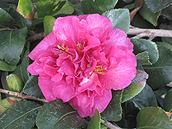 October Magic Rose Camellia (Camellia sasanqua 'Green 98-009') at Lakeshore Garden Centres