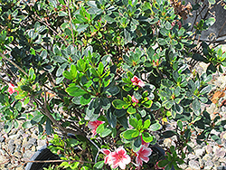 Dogwood Variegated Azalea (Rhododendron 'Dogwood Variegated') at Stonegate Gardens