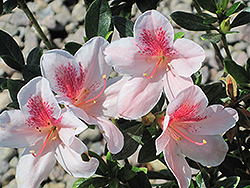 Pink Lace Azalea (Rhododendron 'Pink Lace') at Stonegate Gardens