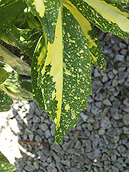 Variegated Japanese Aucuba (Aucuba japonica 'Variegata') at A Very Successful Garden Center