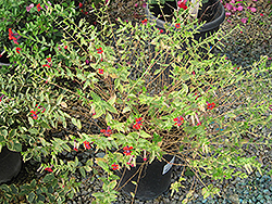 Crangrape Cuphea (Cuphea llavea 'Crangrape') at A Very Successful Garden Center