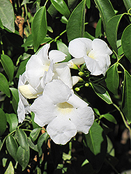 White Bower Vine (Pandorea jasminoides 'Alba') at Stonegate Gardens