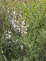 Snow White Tea-Tree (Leptospermum scoparium 'Snow White') at A Very Successful Garden Center
