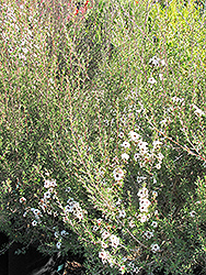 Snow Flurry Tea-Tree (Leptospermum scoparium 'Snow Flurry') at Stonegate Gardens