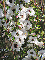 Snow Flurry Tea-Tree (Leptospermum scoparium 'Snow Flurry') at Lakeshore Garden Centres