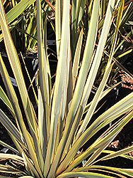 Pancho's Sport New Zealand Flax (Phormium 'Pancho's Sport') at Lakeshore Garden Centres