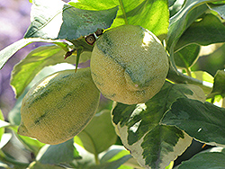 Variegated Pink Eureka Lemon (Citrus limon 'Variegated Pink Eureka') at A Very Successful Garden Center
