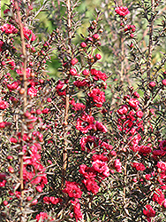 Red Damask Tea-Tree (Leptospermum scoparium 'Red Damask') at Lakeshore Garden Centres