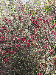 Red Damask Tea-Tree (Leptospermum scoparium 'Red Damask') at Stonegate Gardens