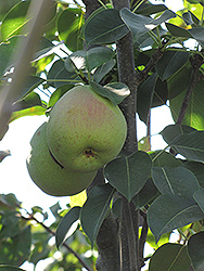 Monterrey Pear (Pyrus communis 'Monterrey') at Lakeshore Garden Centres