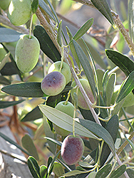 Common Olive (Olea europaea) at A Very Successful Garden Center