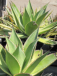 Creme Brulee Agave (Agave guiengola 'Creme Brulee') at A Very Successful Garden Center