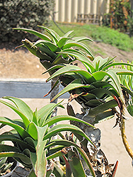Firewall Groundcover Aloe (Aloe ciliaris 'Firewall') at A Very Successful Garden Center