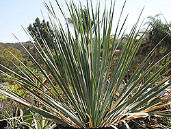 Blue Velvet Big Bend Yucca (Yucca rostrata 'Blue Velvet') at A Very Successful Garden Center