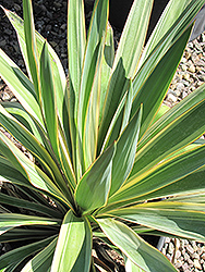 Color Guard Adam's Needle (Yucca filamentosa 'Color Guard') at Lakeshore Garden Centres