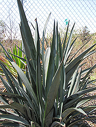 Blue Star Agave (Agave tequilana 'Blue Star') at Stonegate Gardens