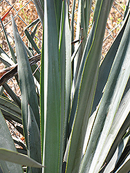Blue Star Agave (Agave tequilana 'Blue Star') at Stonegate Gardens