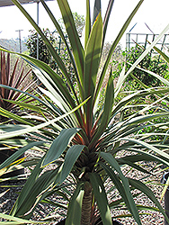 Sundance Grass Palm (Cordyline australis 'Sundance') at A Very Successful Garden Center