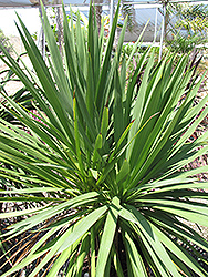Forest Cabbage Tree (Cordyline banksii) at A Very Successful Garden Center