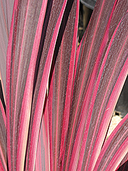 Electric Pink Cordyline (Cordyline banksii 'Sprilecpink') at A Very Successful Garden Center
