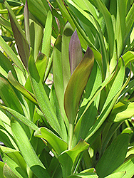 Soledad Purple Hawaiian Ti Plant (Cordyline fruticosa 'Soledad Purple') at A Very Successful Garden Center