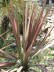 Pink Stripe Cabbage Palm (Cordyline australis 'Pink Stripe') at Lakeshore Garden Centres
