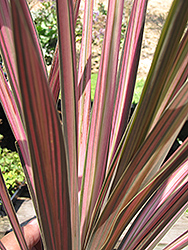 Kiwi Dazzler Cabbage Palm (Cordyline australis 'Kiwi Dazzler') at Stonegate Gardens