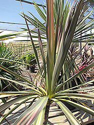 Kiwi Cabbage Palm (Cordyline australis 'Kiwi') at A Very Successful Garden Center