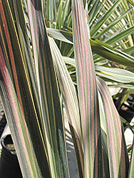 Kiwi Cabbage Palm (Cordyline australis 'Kiwi') at Stonegate Gardens