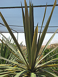 Sunset Grass Palm (Cordyline australis 'Sunset') at A Very Successful Garden Center