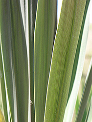 Sunset Grass Palm (Cordyline australis 'Sunset') at A Very Successful Garden Center