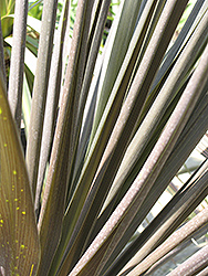 Paradise Grass Palm (Cordyline australis 'Paradise') at A Very Successful Garden Center
